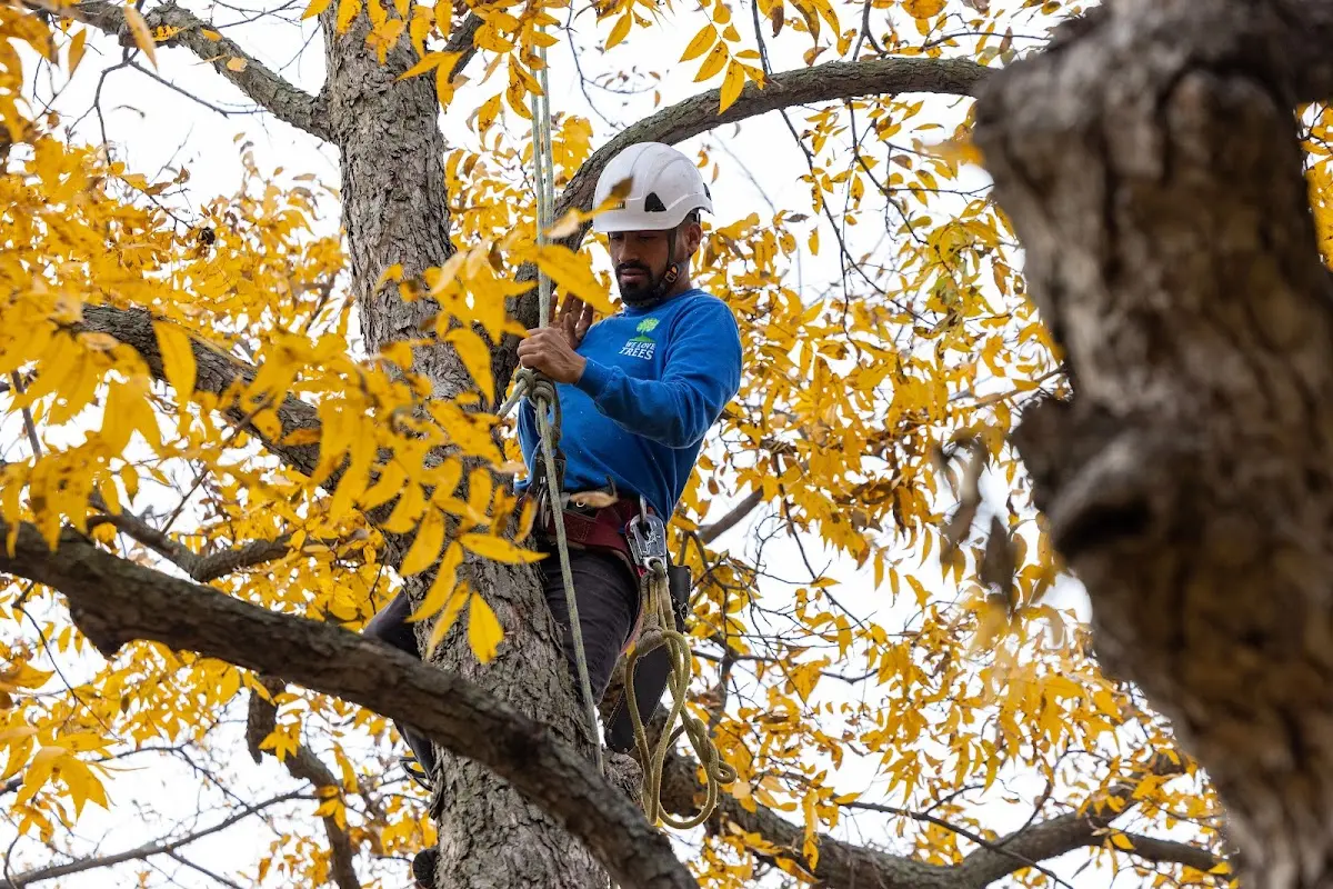 Skilled Tree Pruning crew working in Moravia